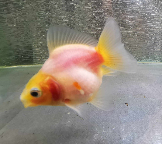 White Rabbit Yuanbao Oranda Goldfish WYSIWYG #12