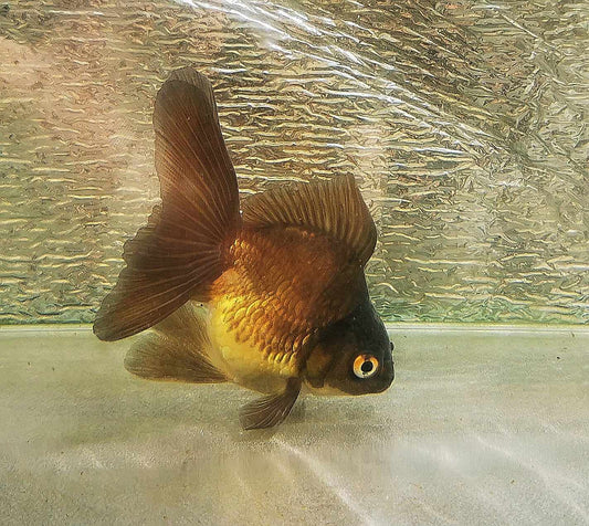 Bronze Orchidtail Oranda Goldfish WYSIWYG #13