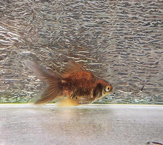 Chocolate Kirin Orchidtail Oranda Goldfish WYSIWYG #1