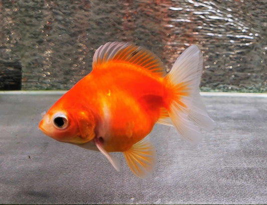 Sakura Sunset Yuanbao Oranda Goldfish WYSIWYG #12