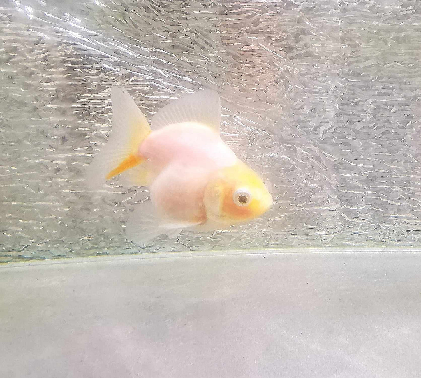 White Rabbit Yuanbao Oranda Goldfish WYSIWYG #12