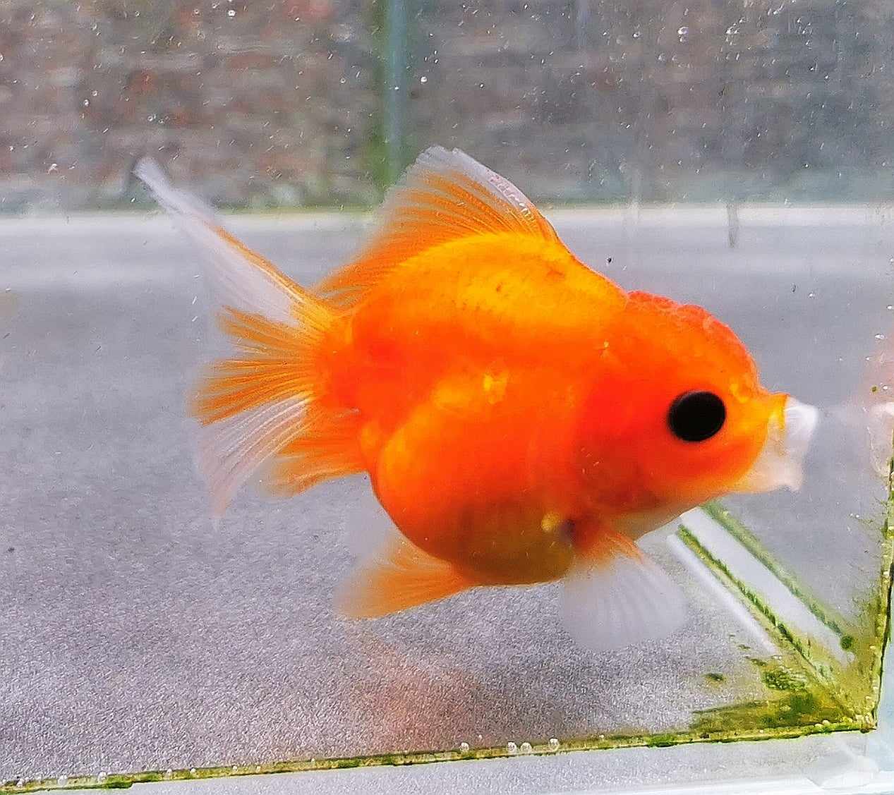 Sakura Sunset Orchidtail Oranda Goldfish WYSIWYG #16