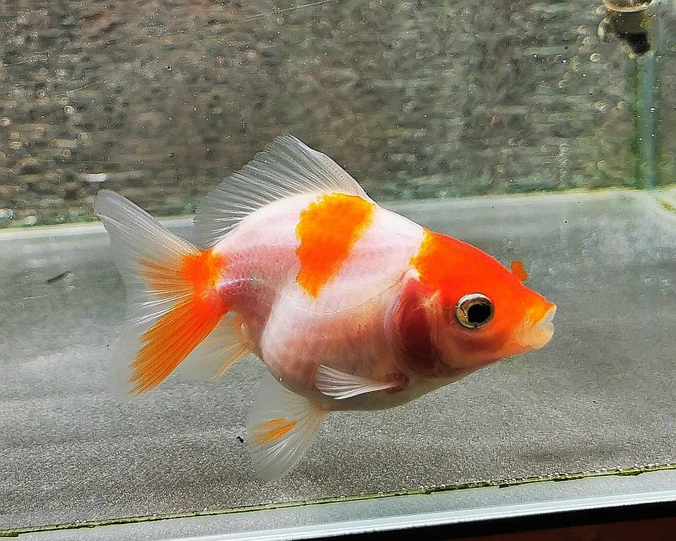 Sakura Sunset Yuanbao Oranda Goldfish WYSIWYG #15