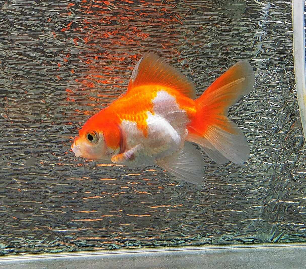 BooBoo Orchidtail Red/ White Oranda Goldfish WYSIWYG #5