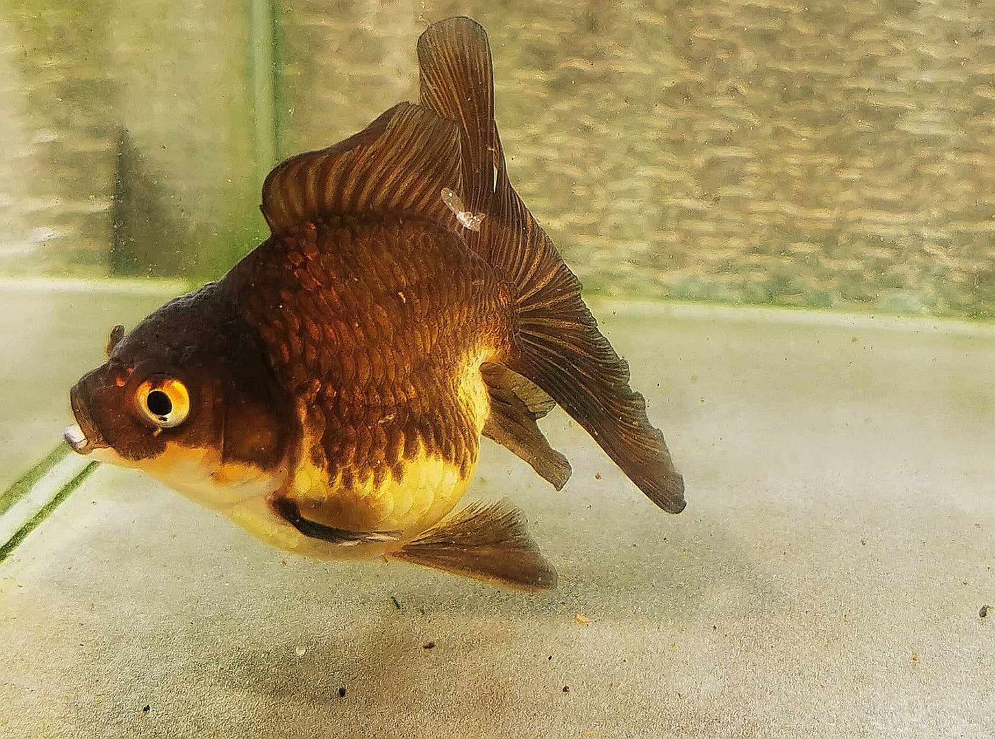 Bronze Orchidtail Oranda Goldfish WYSIWYG #13