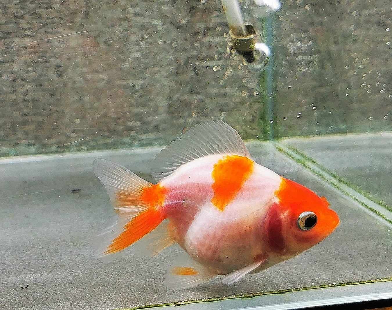 Sakura Sunset Yuanbao Oranda Goldfish WYSIWYG #15