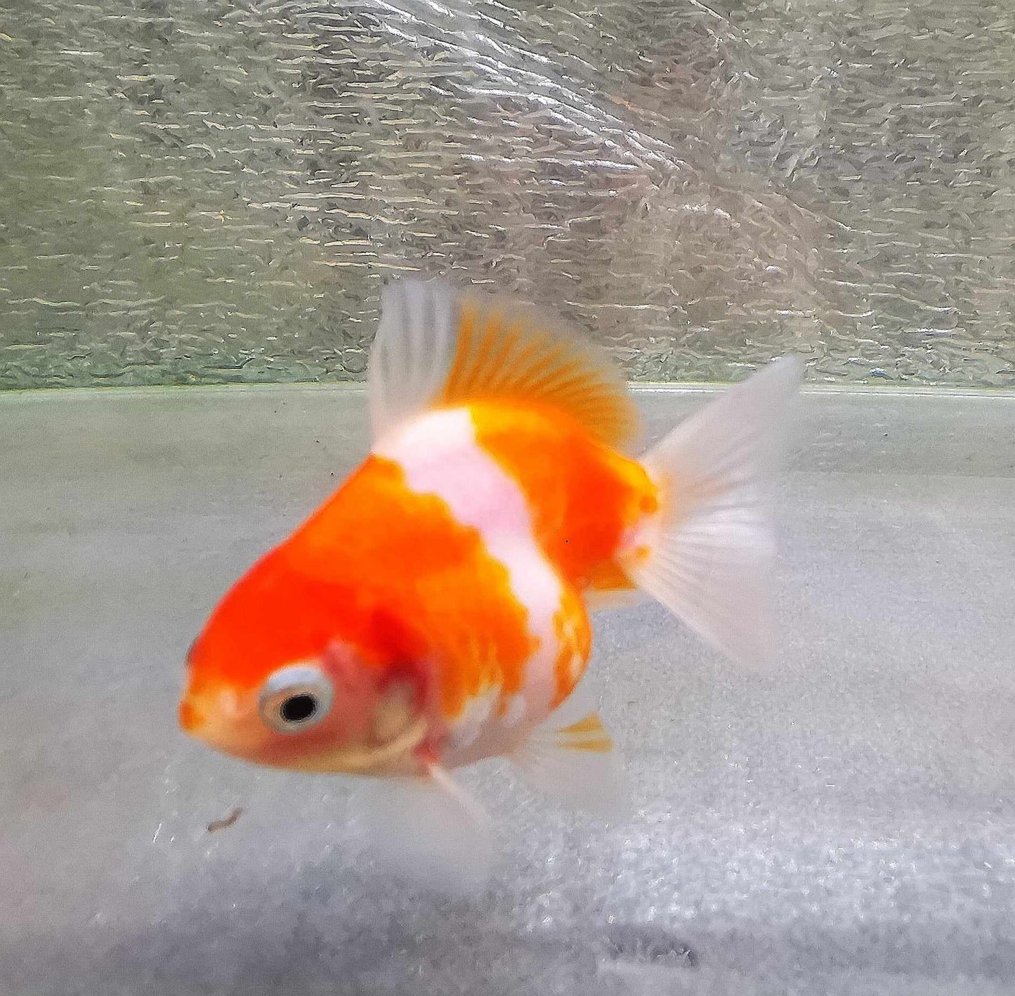 Sakura Sunset Yuanbao Oranda Goldfish WYSIWYG #14