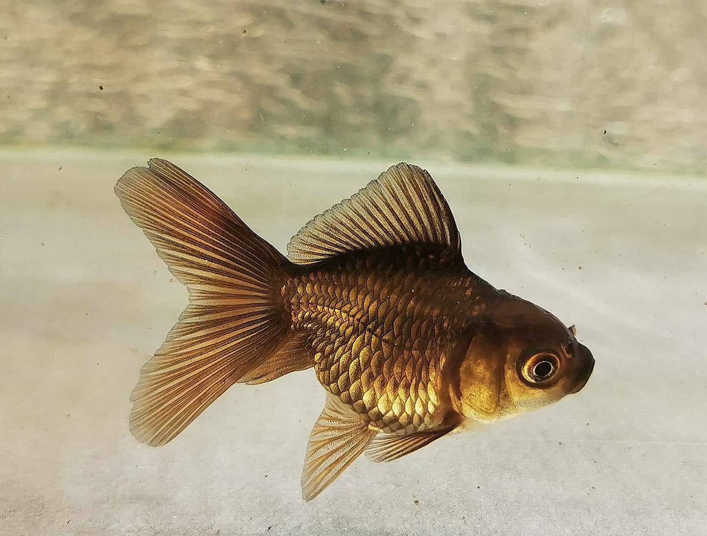 Bronze Orchidtail Oranda Goldfish WYSIWYG #12