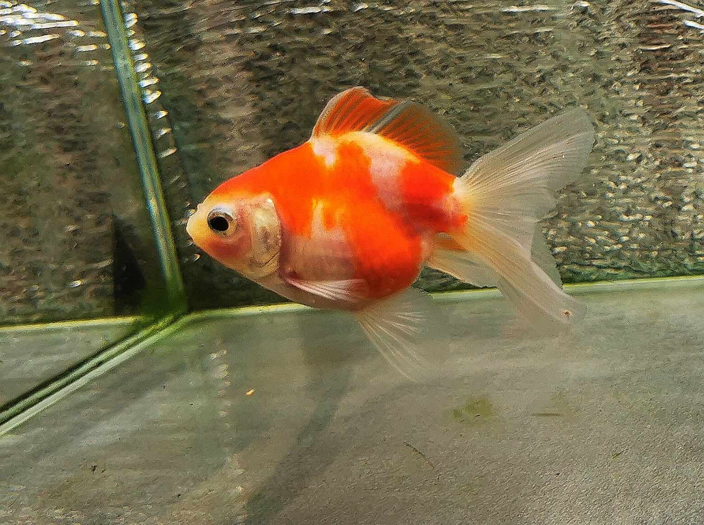 Booboo Sakura Sunset Yuanbao Oranda Goldfish WYSIWYG #11