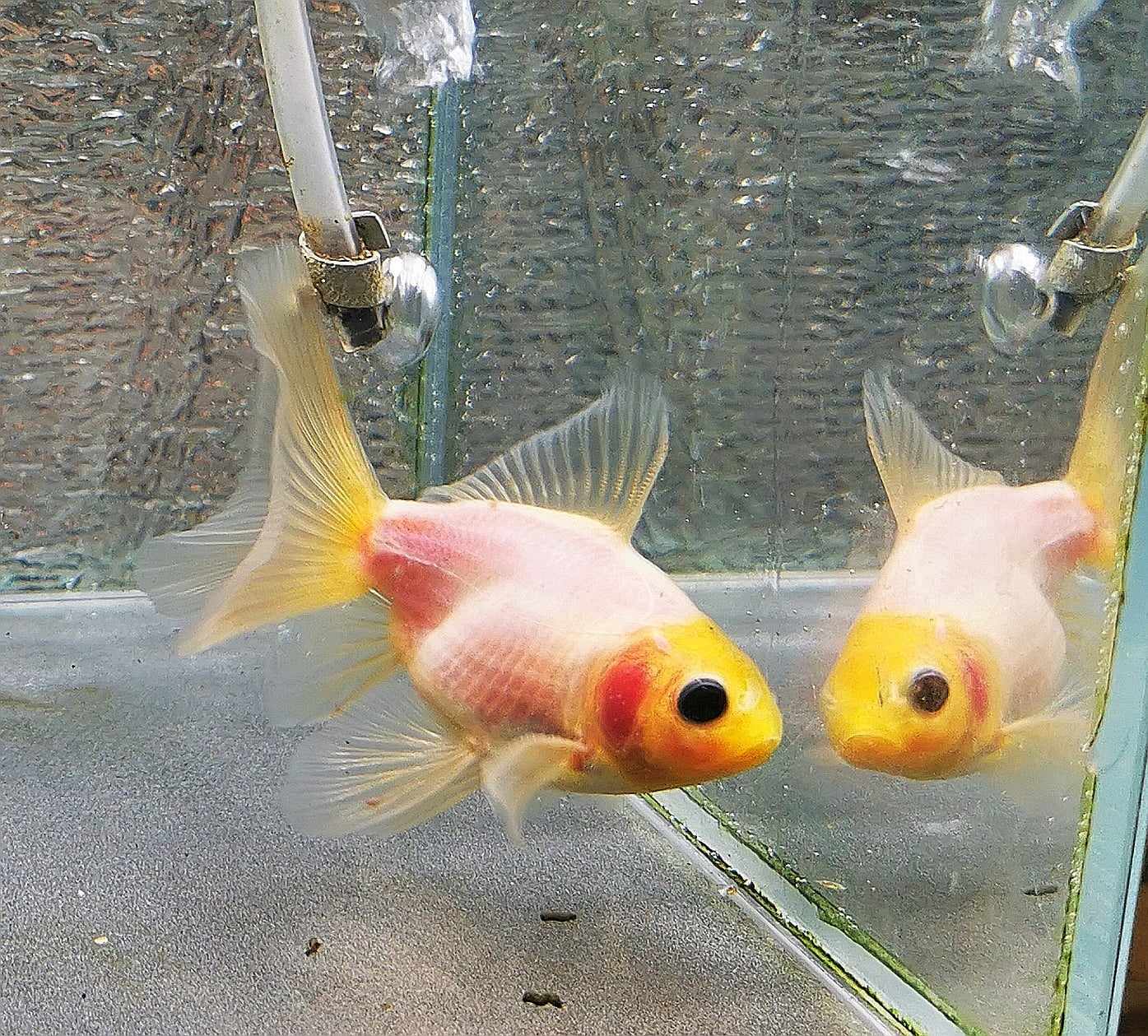 White Rabbit Orchidtail Oranda Goldfish WYSIWYG #14