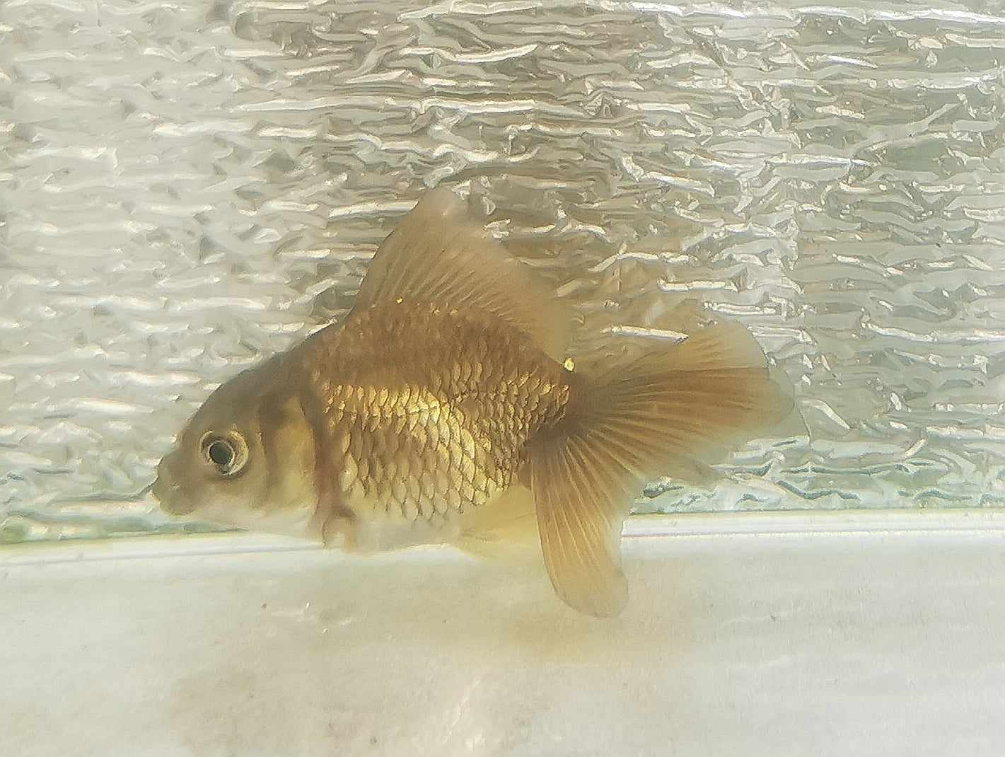 Bronze Orchidtail Oranda Goldfish WYSIWYG #11