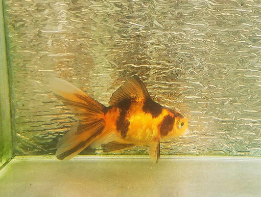 Booboo Gold Tiger Yuanbao Oranda Goldfish WYSIWYG #3