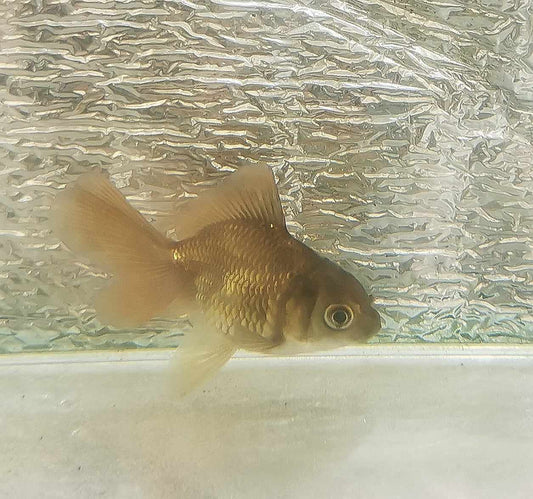 Bronze Orchidtail Oranda Goldfish WYSIWYG #11