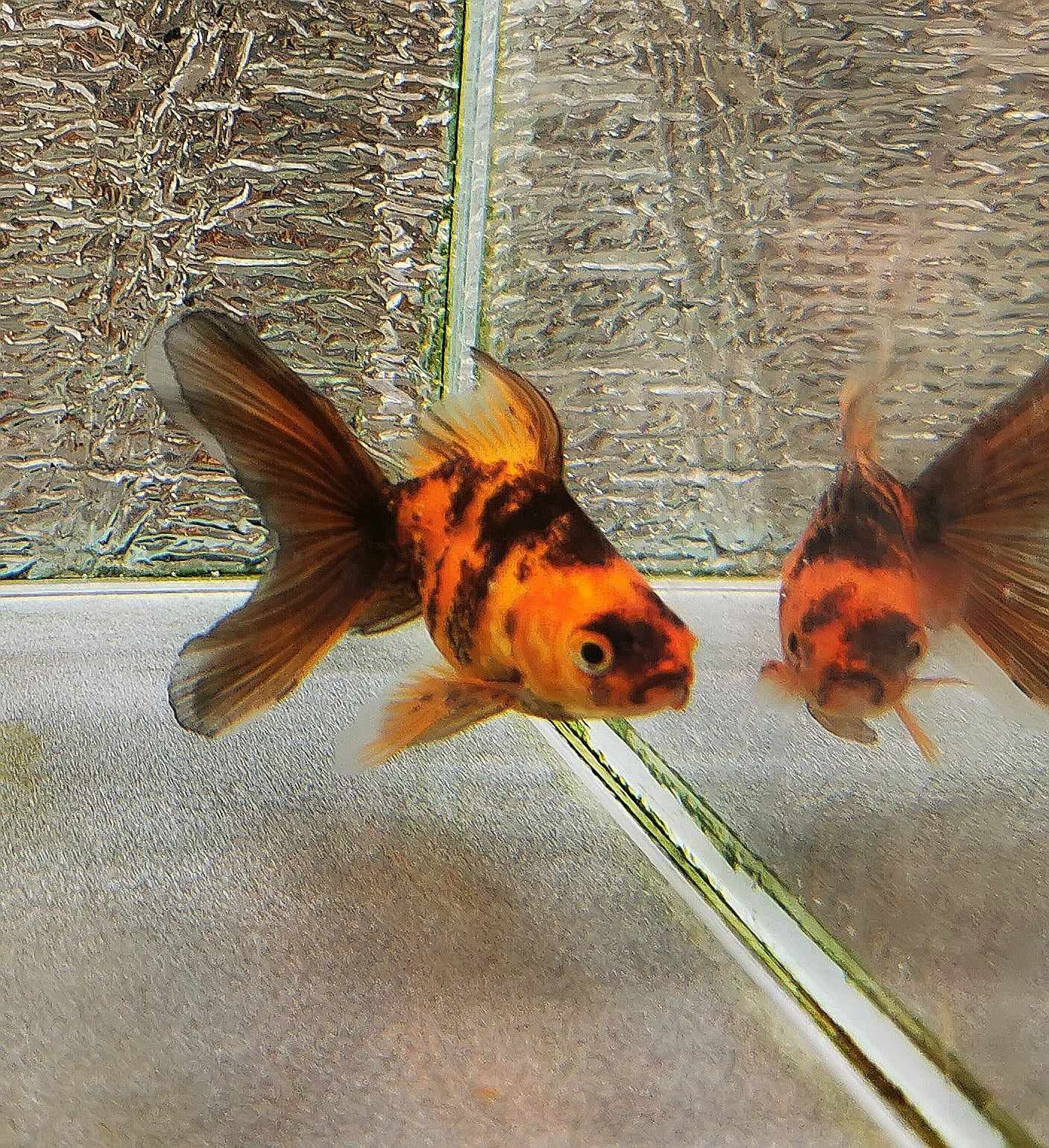 Tiger Orchidtail Oranda Goldfish WYSIWYG #6