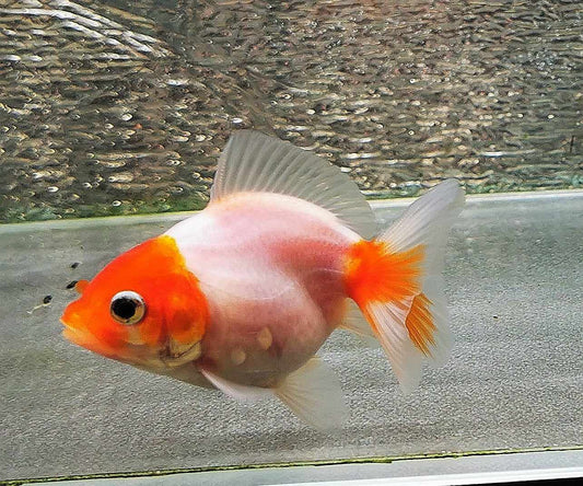 Sakura Sunset Yuanbao Oranda Goldfish WYSIWYG #15