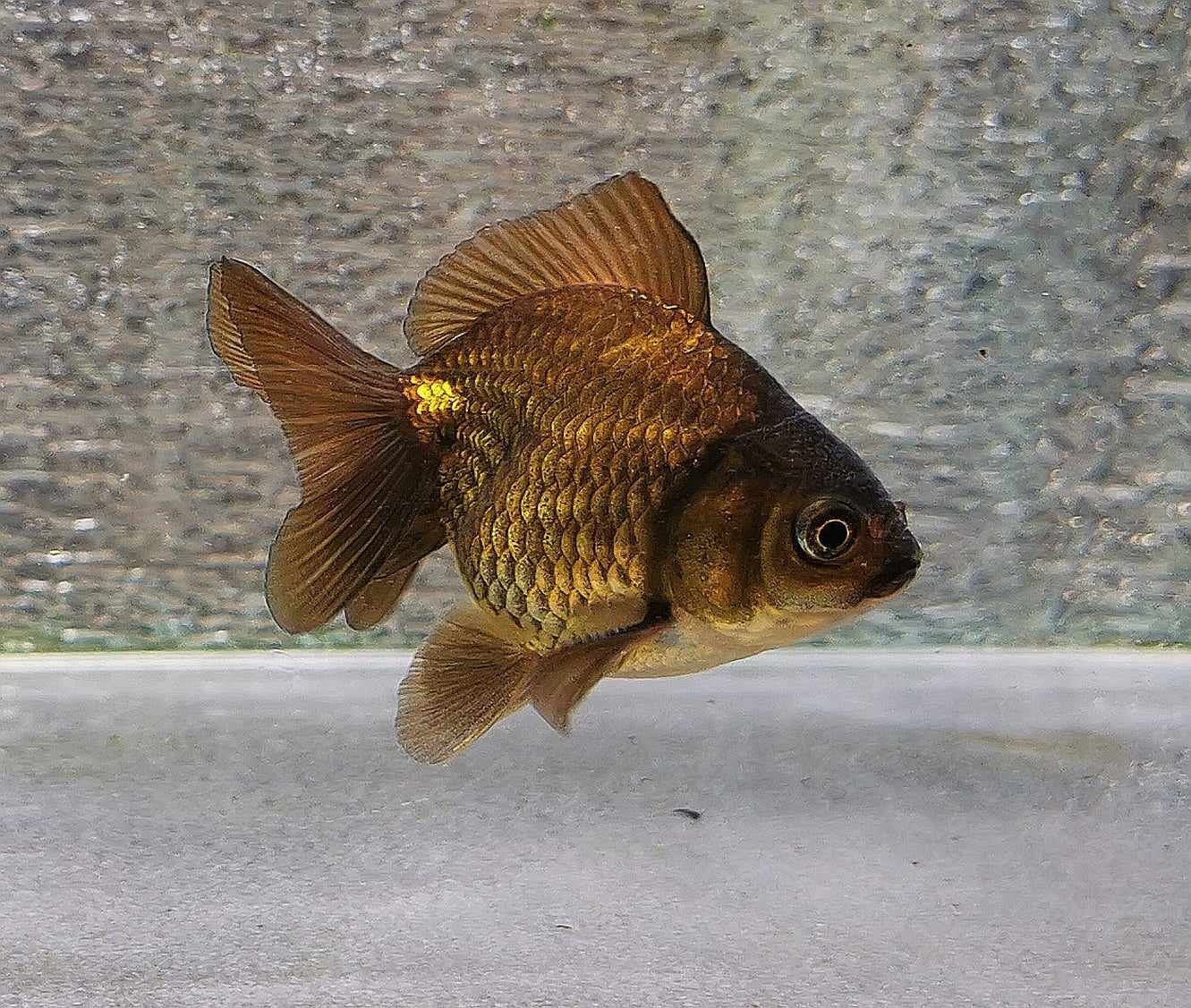 Bronze Orchidtail Oranda Goldfish WYSIWYG #14