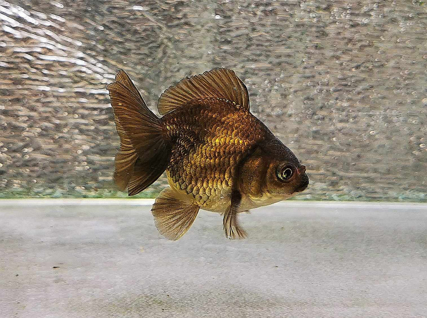 Bronze Orchidtail Oranda Goldfish WYSIWYG #14