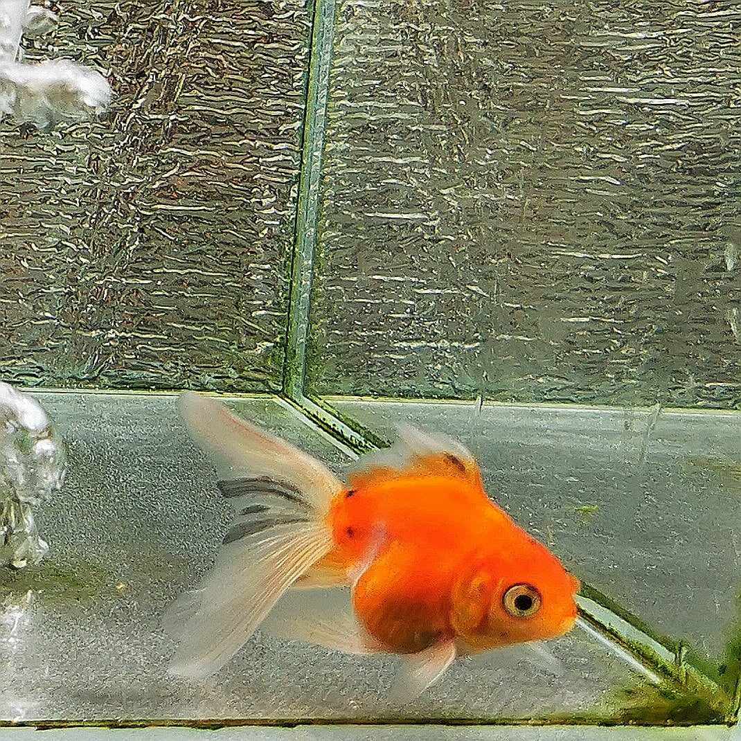 Booboo Calico Orchidtail Oranda Goldfish WYSIWYG #6