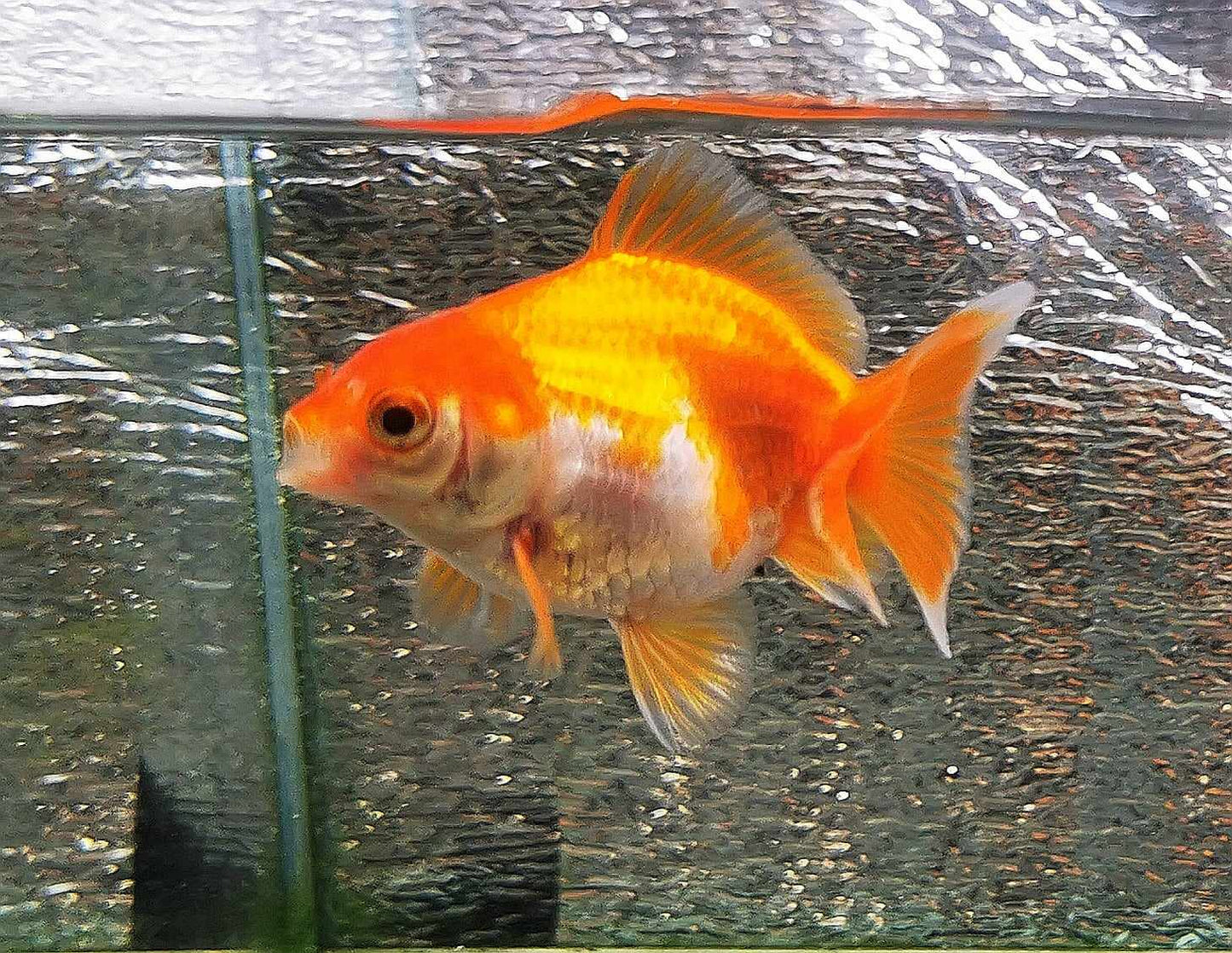 White/red  Orchidtail  Oranda Goldfish WYSIWYG #6