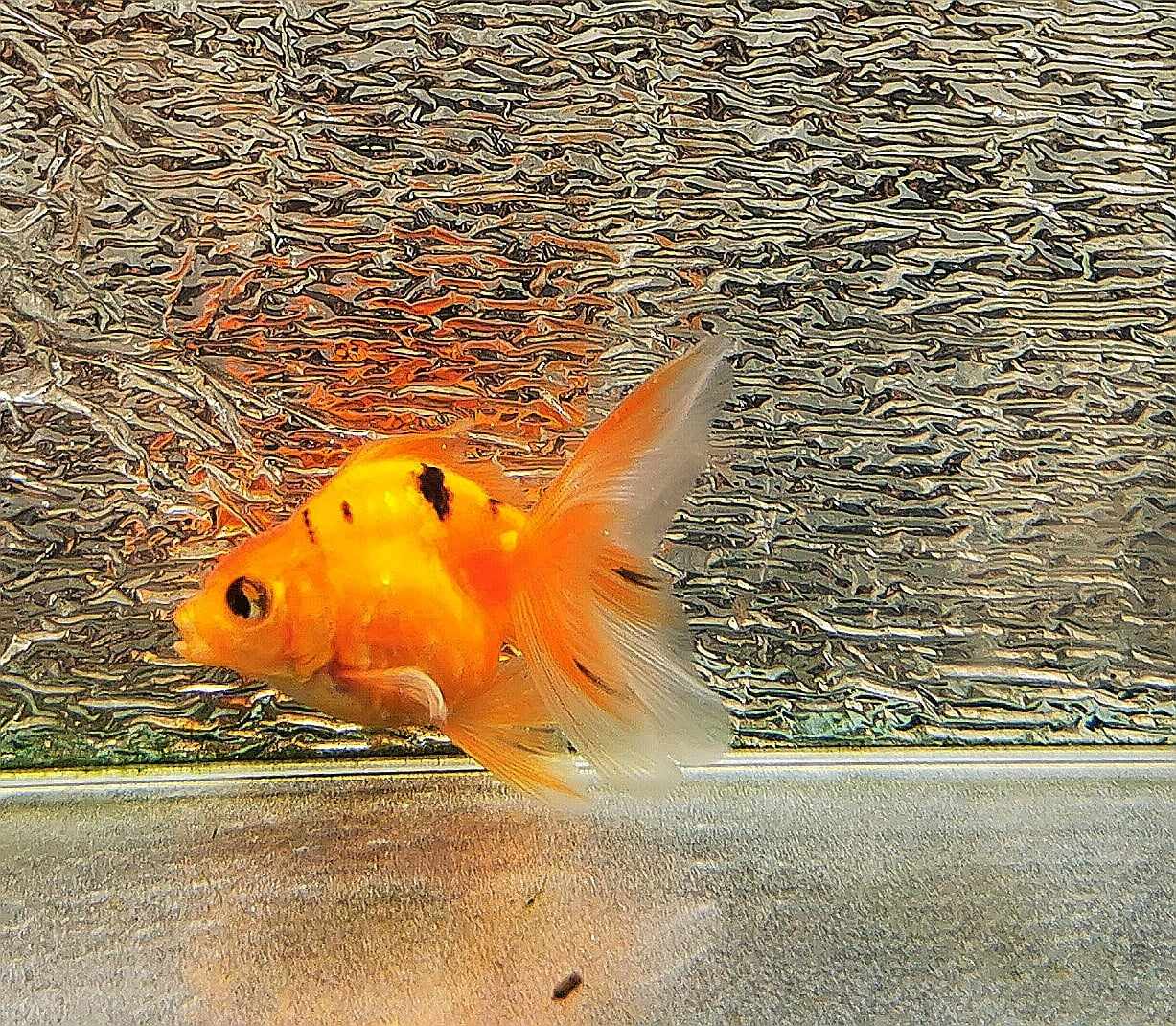 Tiger Orchidtail Oranda Goldfish WYSIWYG #7