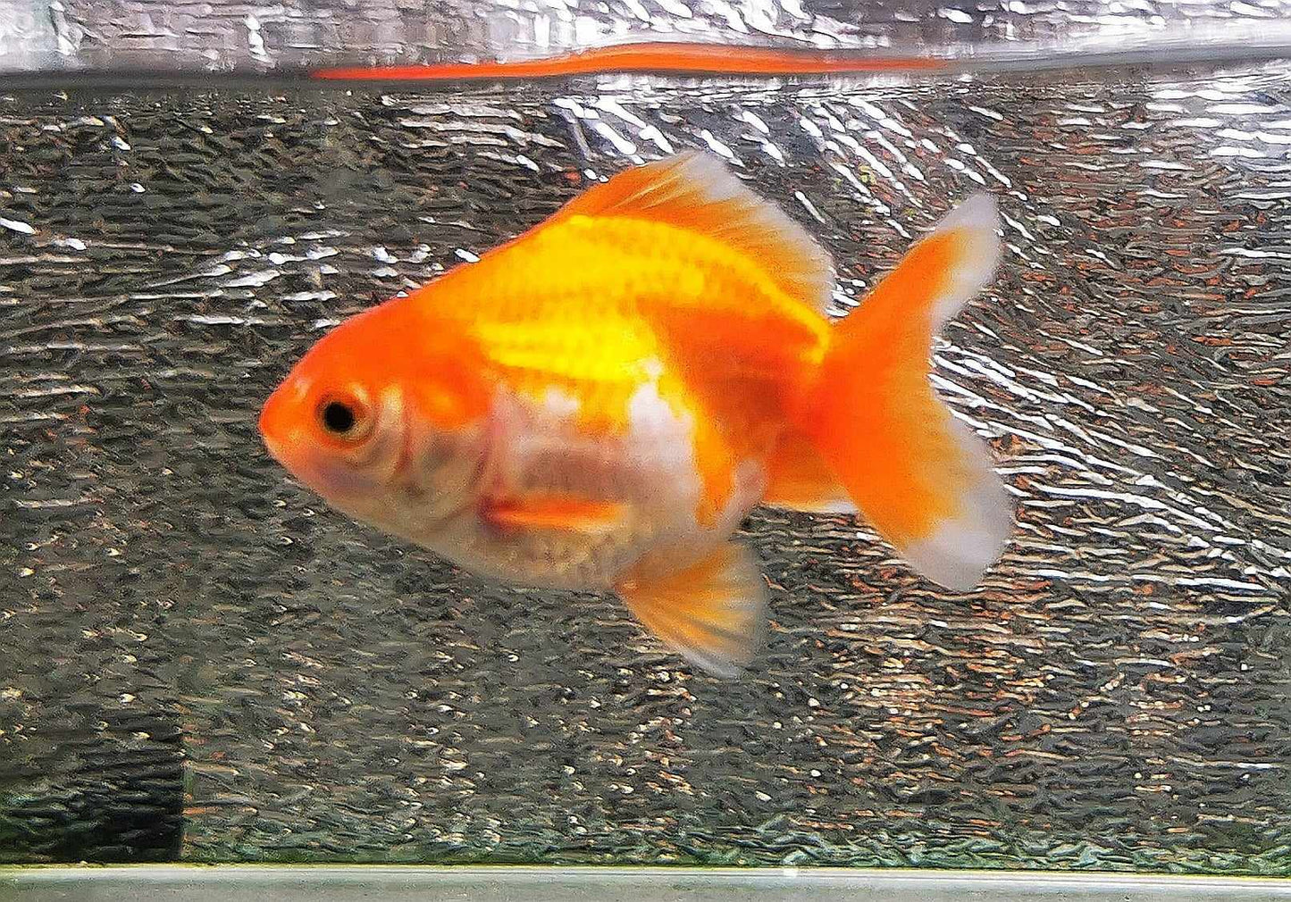 White/red  Orchidtail  Oranda Goldfish WYSIWYG #6