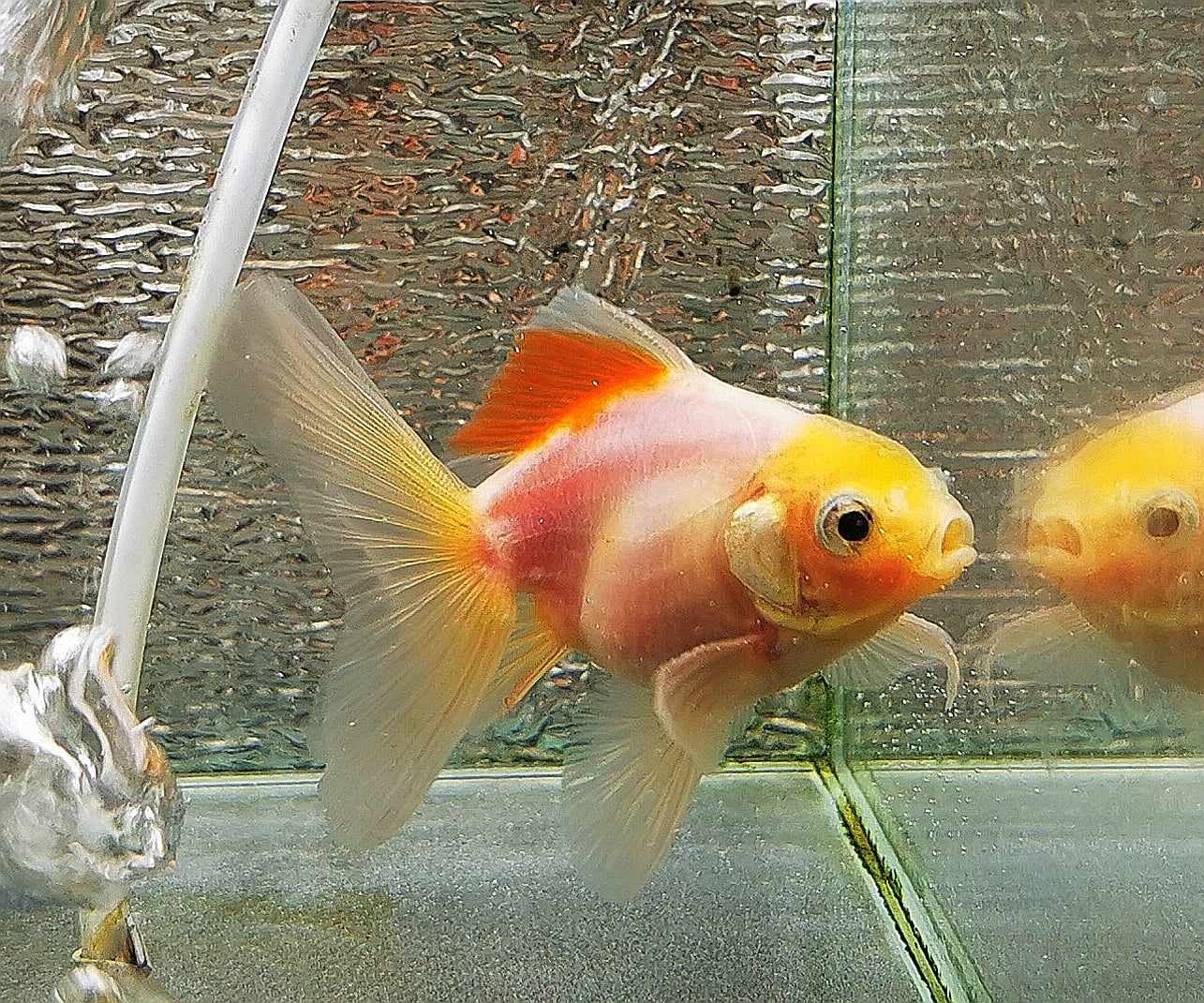 Sakura Sunset Orchidtail Oranda Goldfish WYSIWYG #17