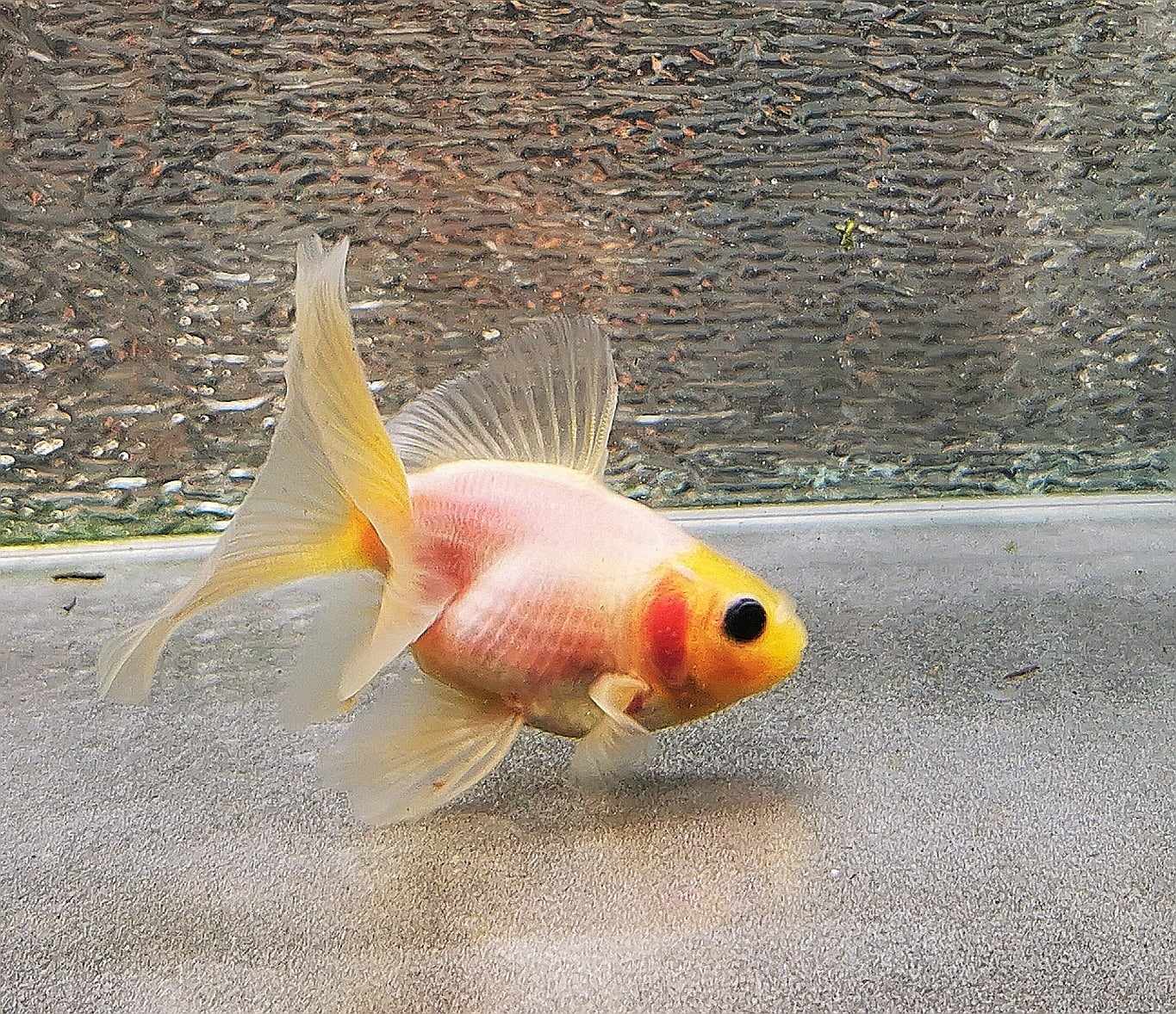 White Rabbit Orchidtail Oranda Goldfish WYSIWYG #14