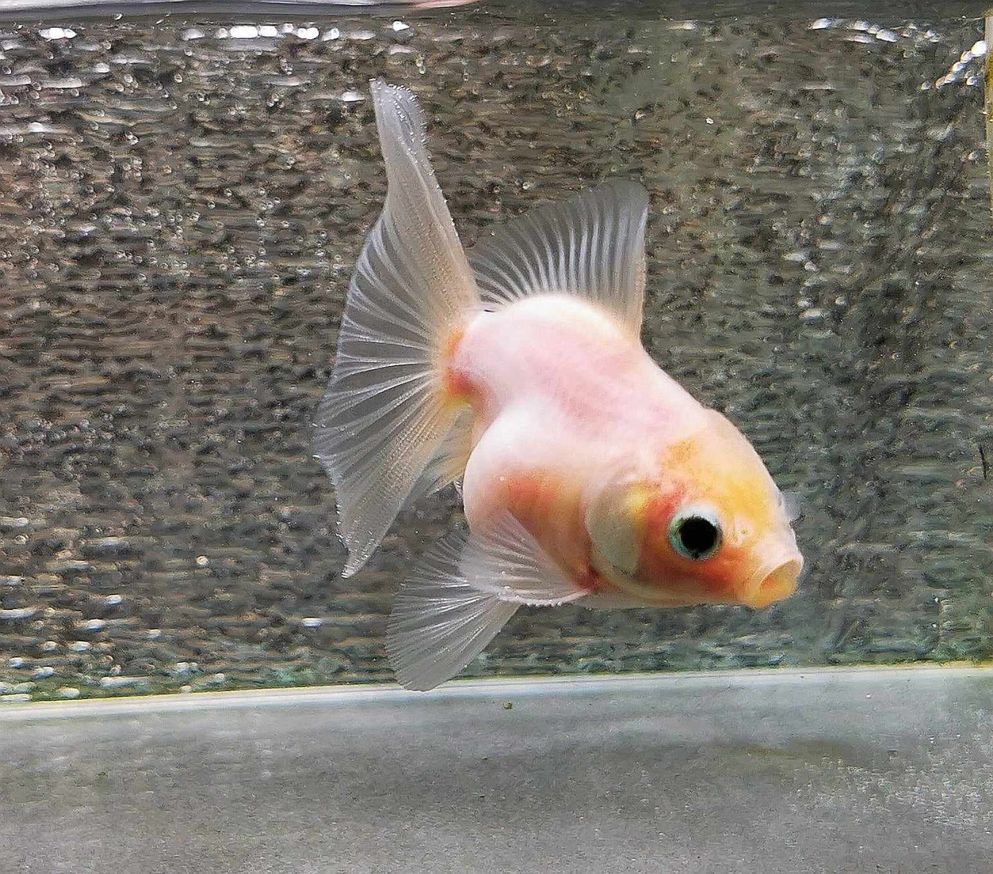 White Rabbit Orchidtail Oranda Goldfish WYSIWYG #13