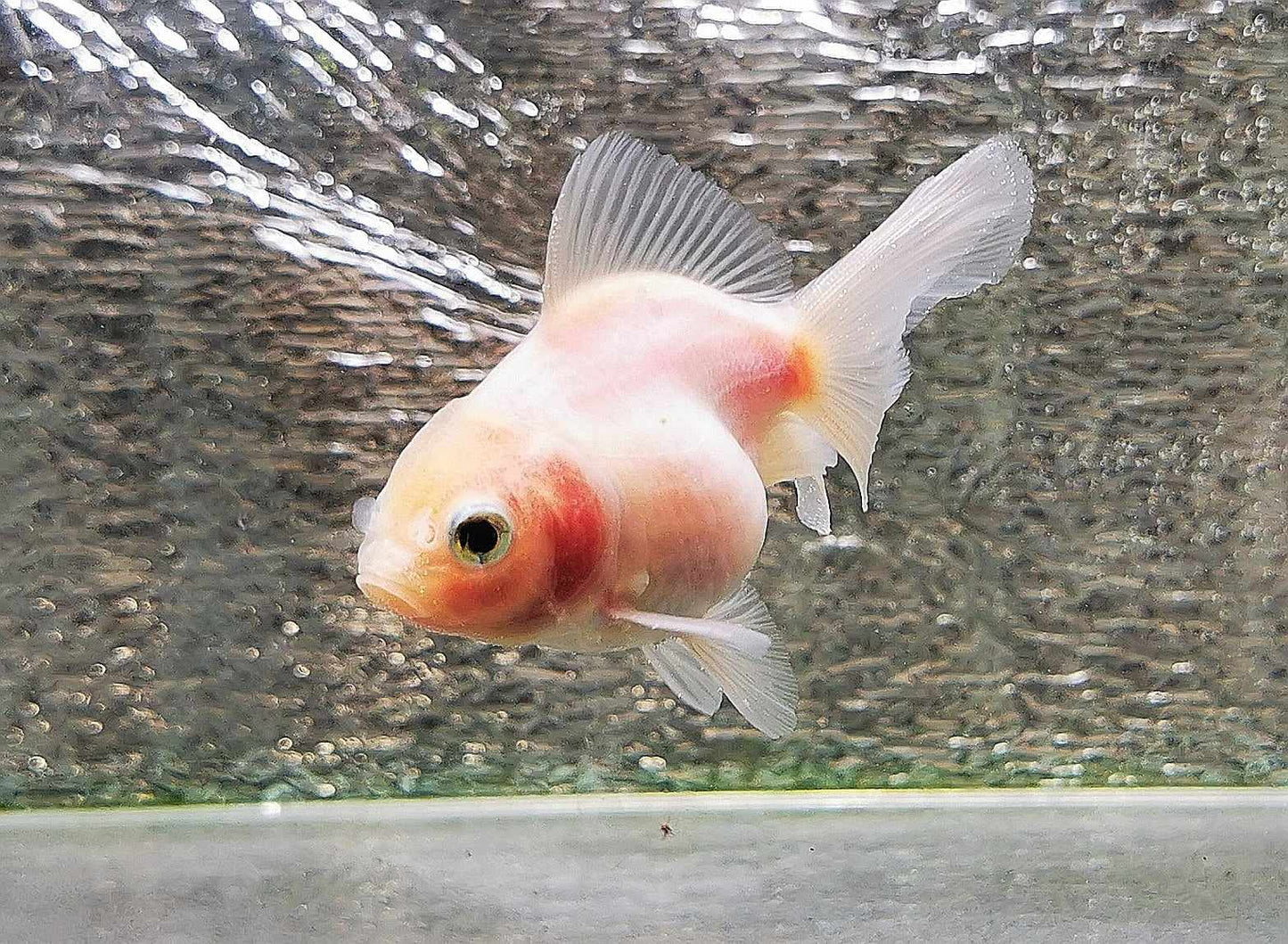 White Rabbit Orchidtail Oranda Goldfish WYSIWYG #13