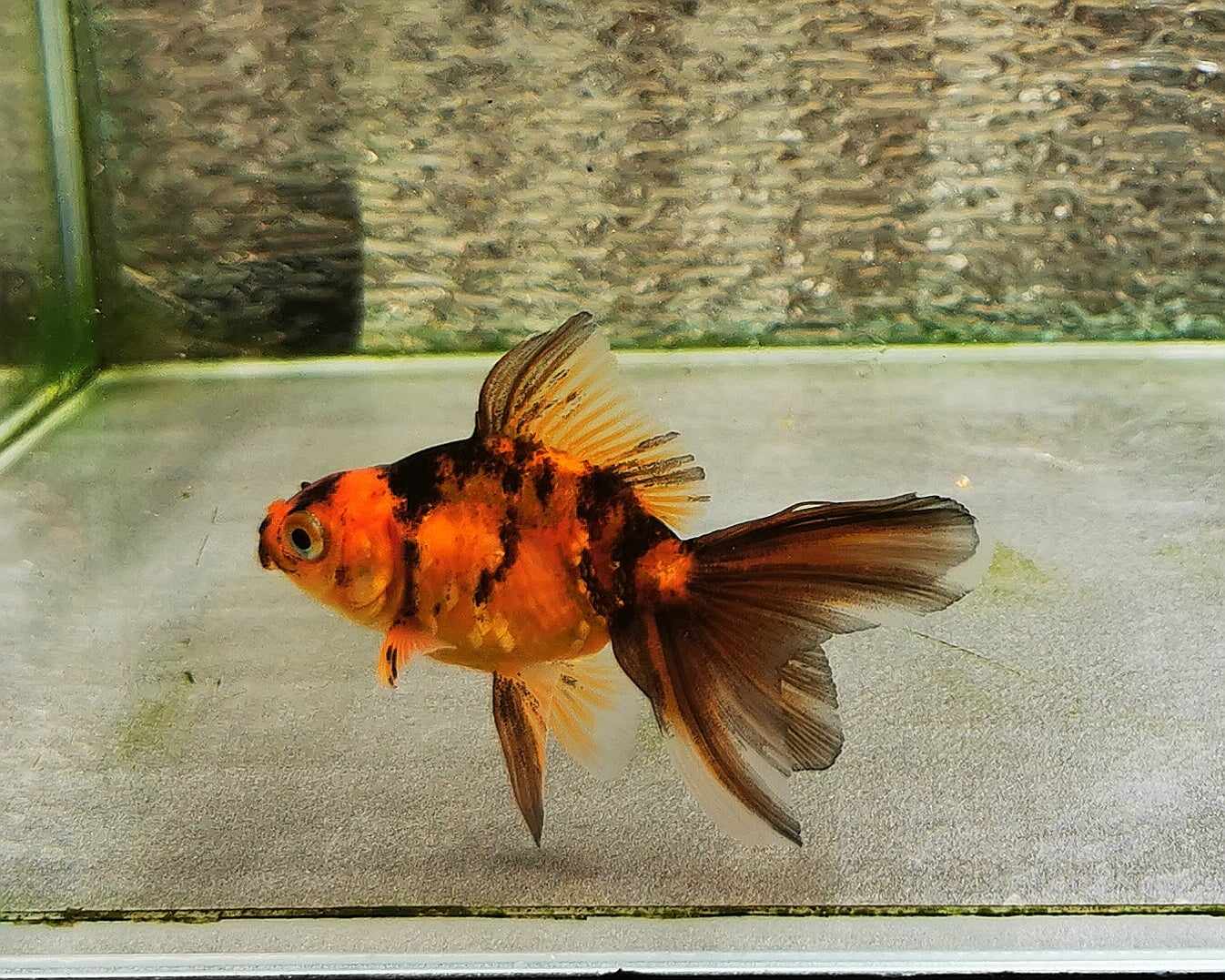 Tiger Orchidtail Oranda Goldfish WYSIWYG #6