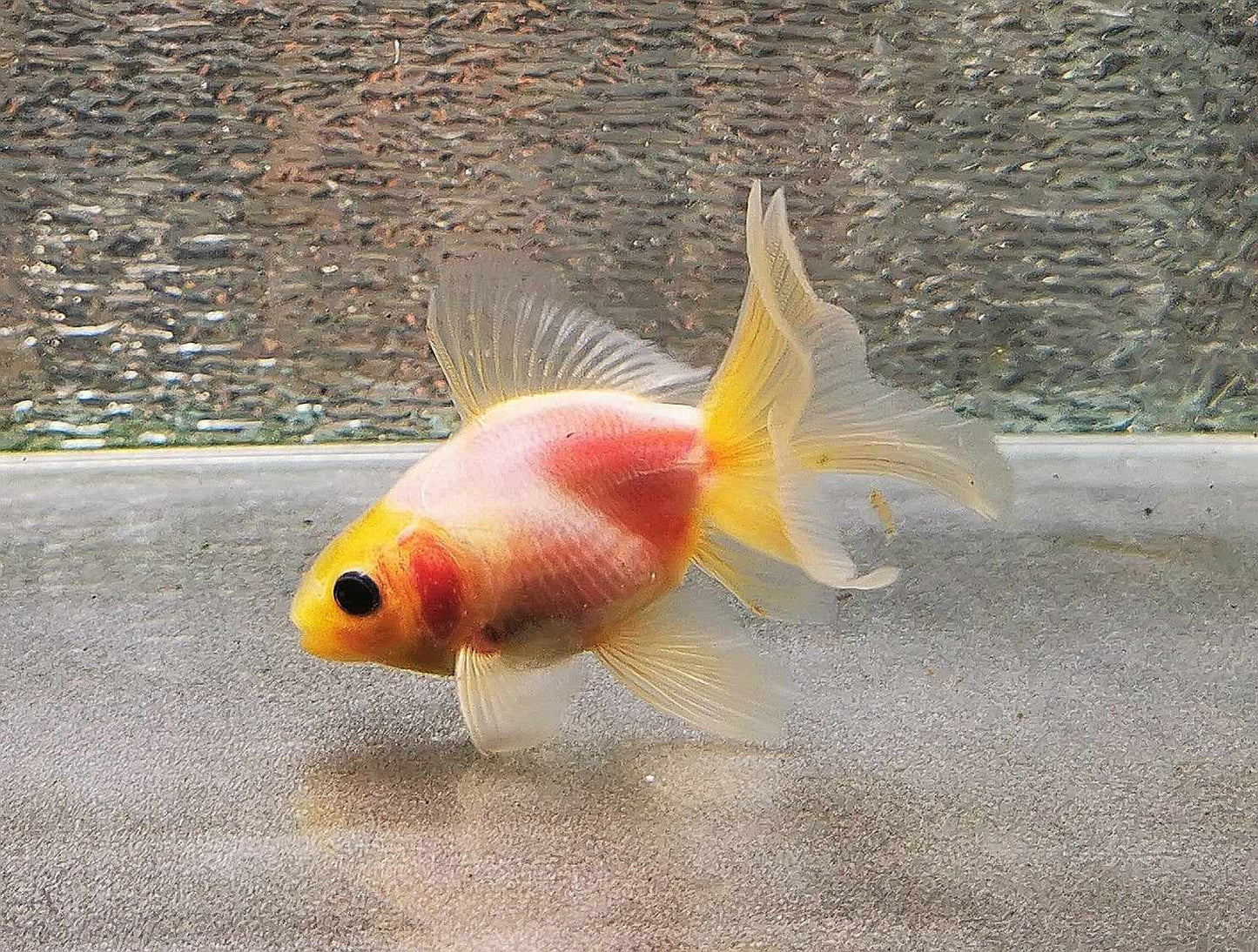 White Rabbit Orchidtail Oranda Goldfish WYSIWYG #14