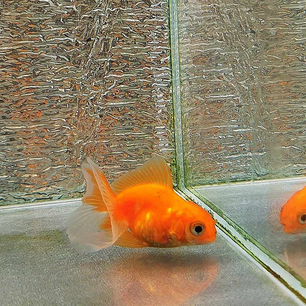 Booboo Gold Tiger Yuanbao Oranda Goldfish WYSIWYG #5