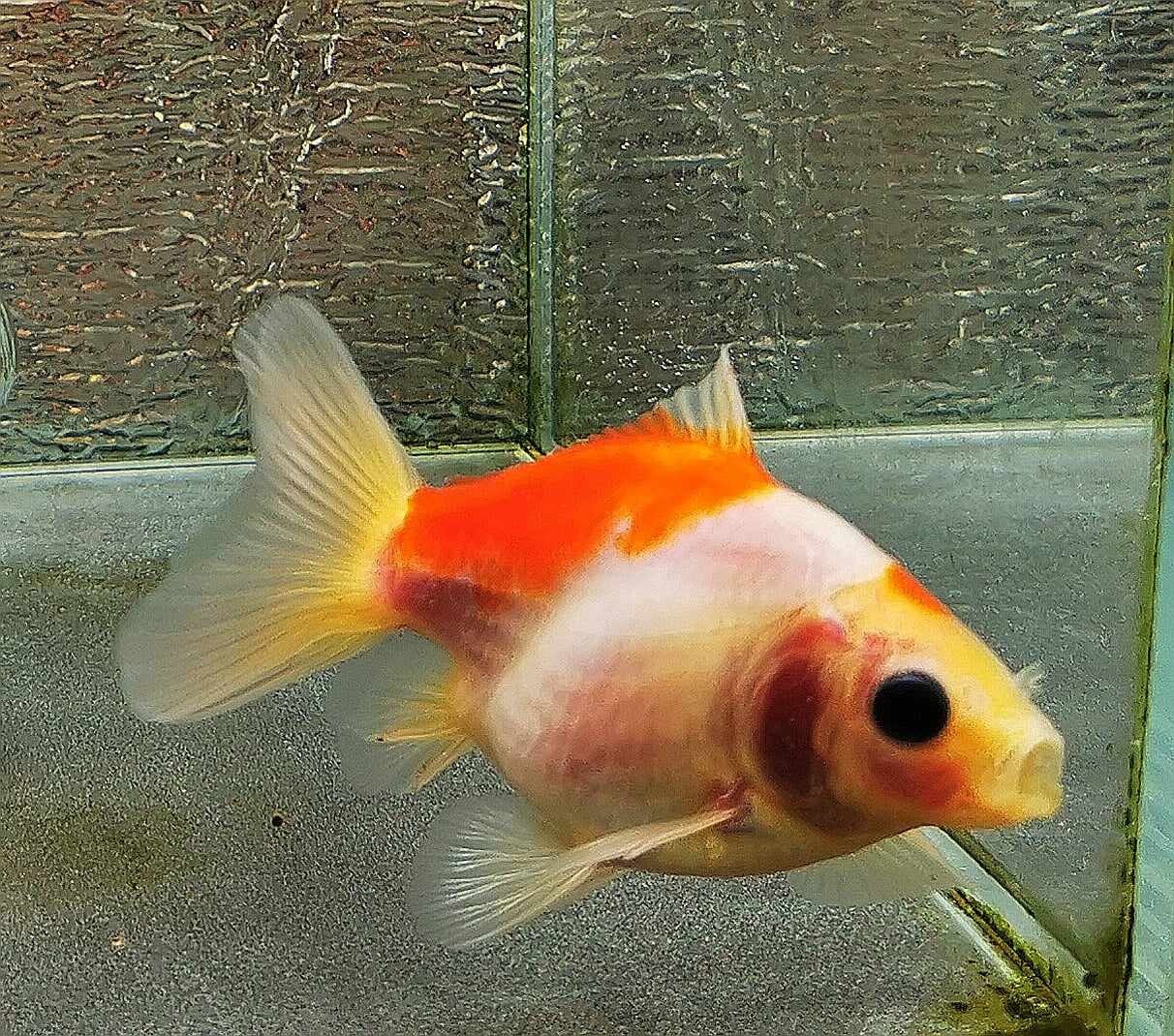 Sakura Sunset Yuanbao Oranda Goldfish WYSIWYG #16