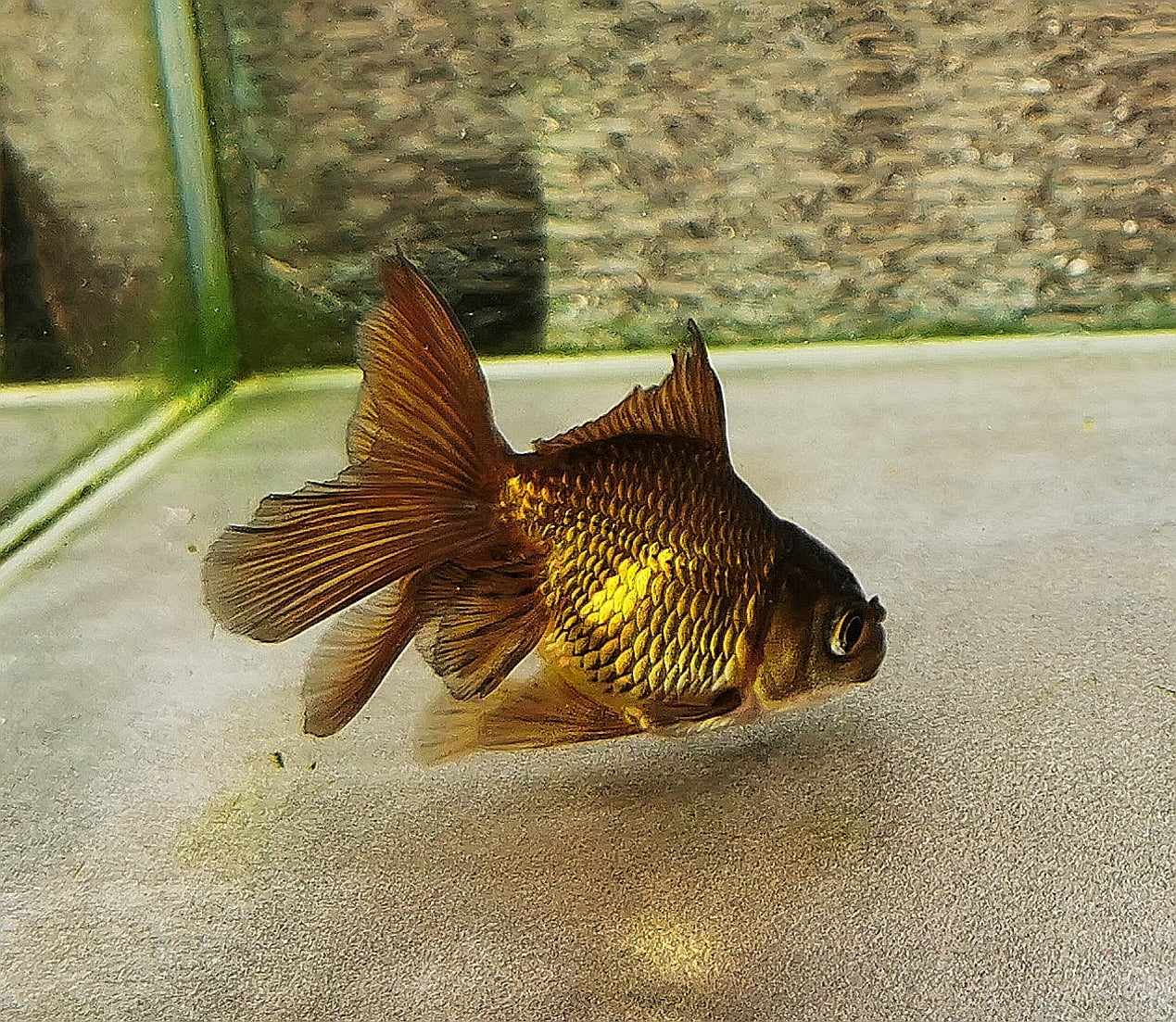 Booboo Bronze Orchidtail Oranda Goldfish WYSIWYG #14