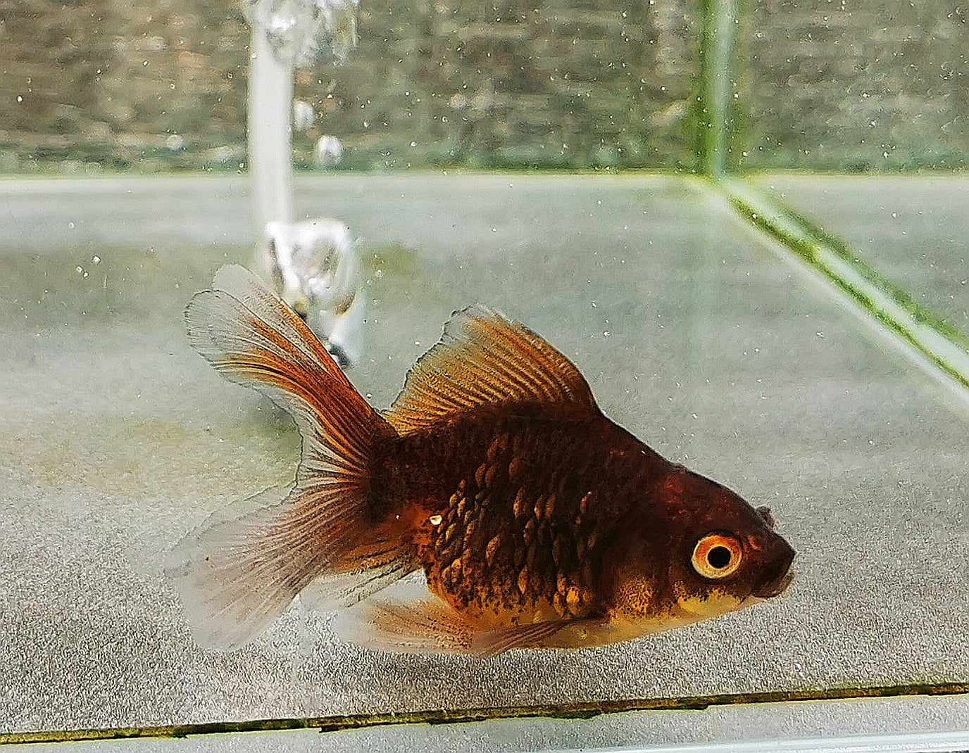 Chocolate Kirin Orchidtail Oranda Goldfish WYSIWYG #2