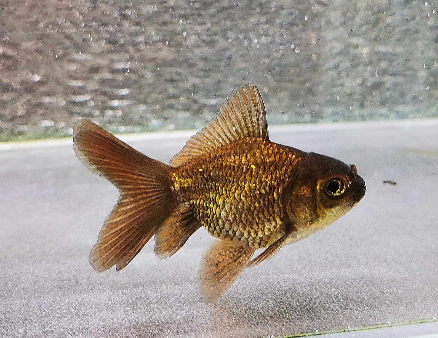 Booboo Bronze Orchidtail Oranda Goldfish WYSIWYG #13