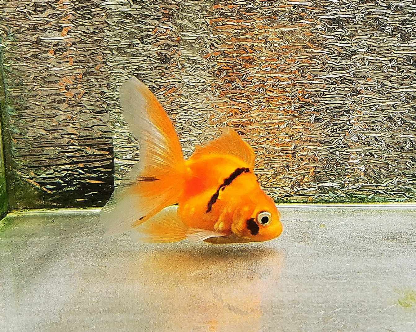 Tiger Orchidtail Oranda Goldfish WYSIWYG #7