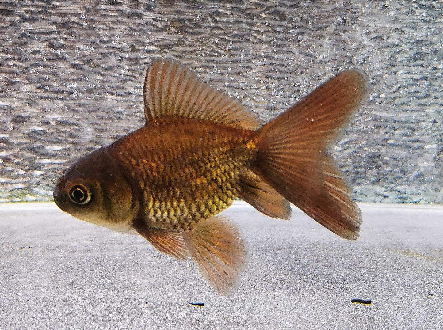 Booboo Bronze Orchidtail Oranda Goldfish WYSIWYG #13