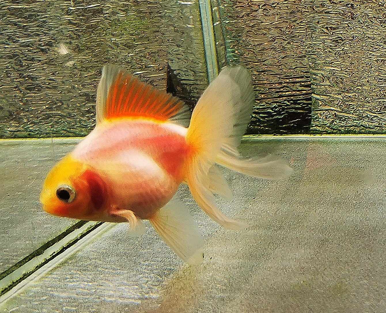 Sakura Sunset Orchidtail Oranda Goldfish WYSIWYG #17