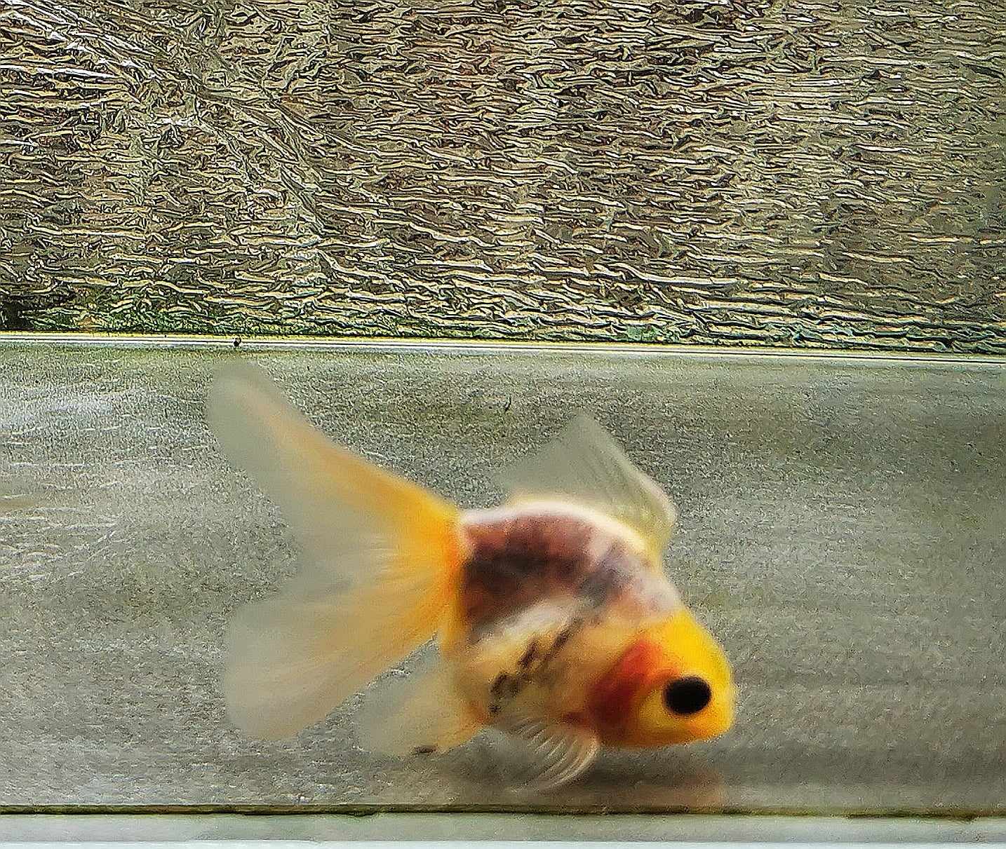 Wash Ink Calico Orchidtail Oranda Goldfish WYSIWYG #1