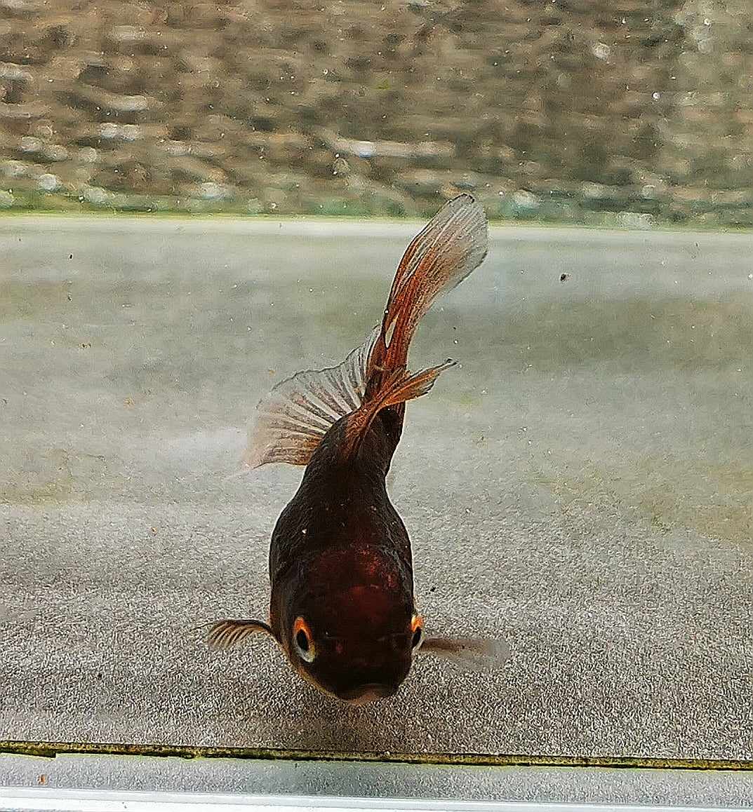 Chocolate Kirin Orchidtail Oranda Goldfish WYSIWYG #2