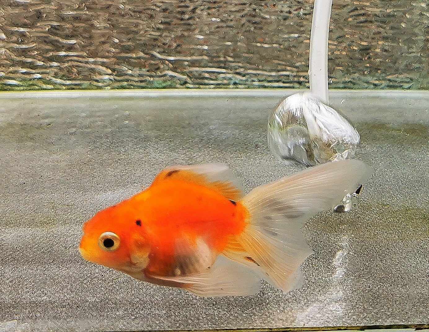 Booboo Calico Orchidtail Oranda Goldfish WYSIWYG #6