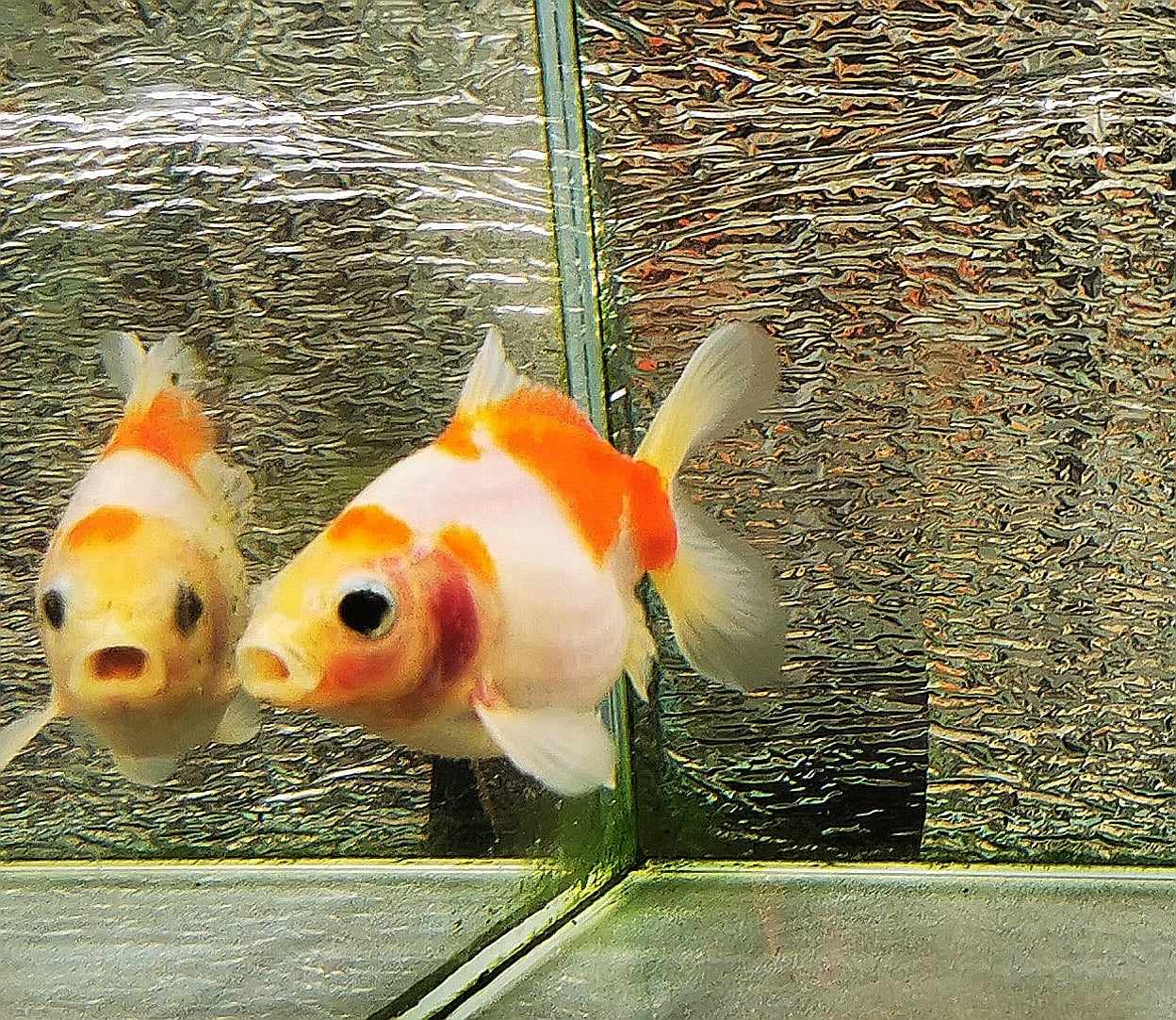 Sakura Sunset Yuanbao Oranda Goldfish WYSIWYG #16