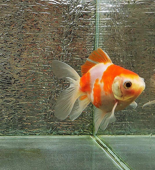 Booboo Sakura Sunset Yuanbao Oranda Goldfish WYSIWYG #11