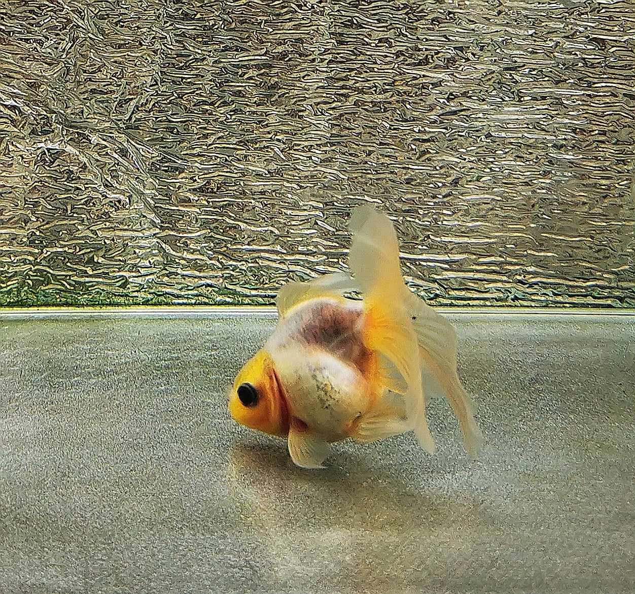 Wash Ink Calico Orchidtail Oranda Goldfish WYSIWYG #1