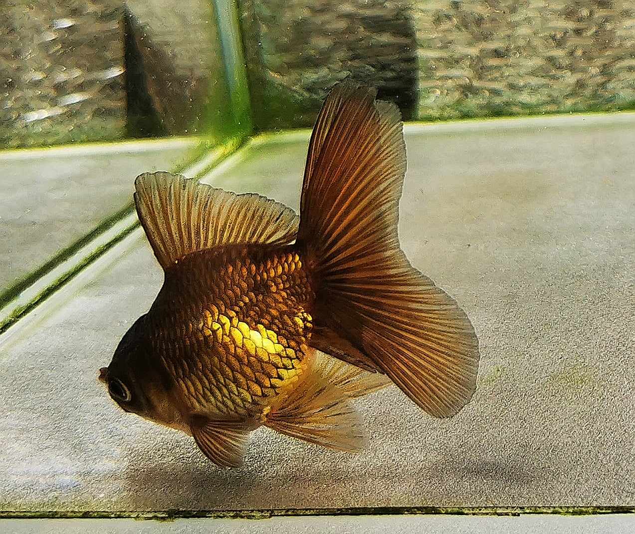 Booboo Bronze Orchidtail Oranda Goldfish WYSIWYG #14