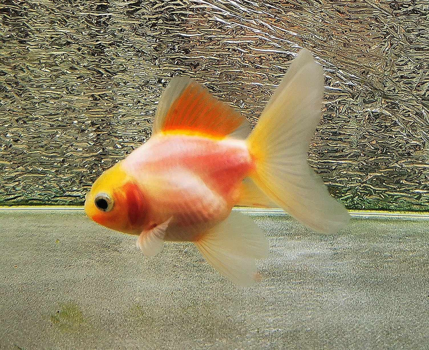 Sakura Sunset Orchidtail Oranda Goldfish WYSIWYG #17