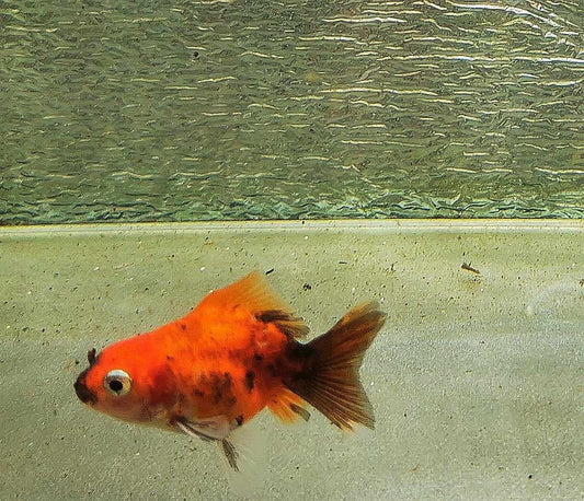 Tiger Orchidtail Oranda Goldfish WYSIWYG #8