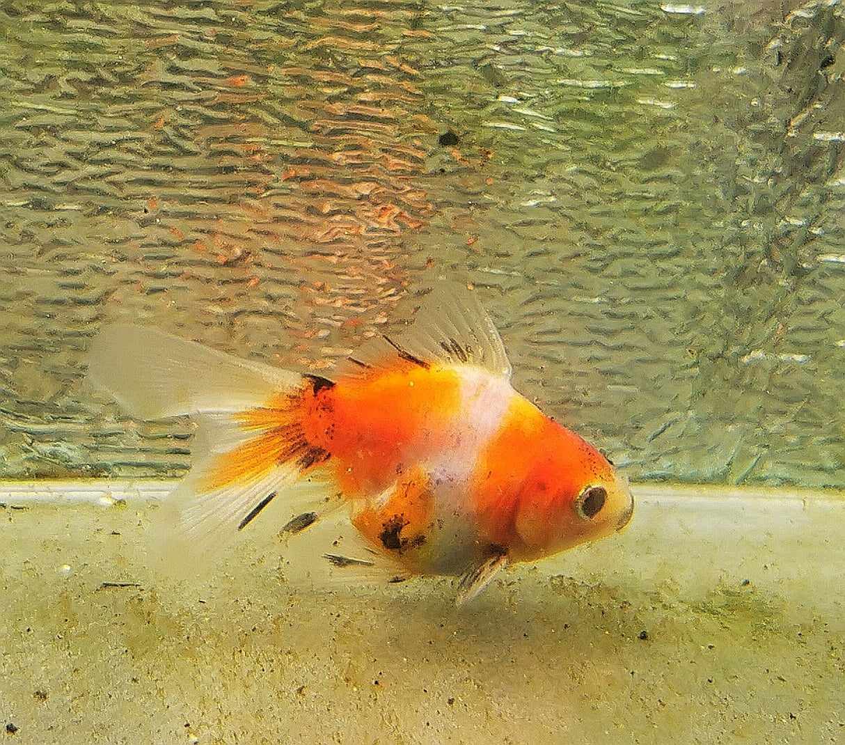 Booboo Calico Orchidtail Oranda Goldfish WYSIWYG #7