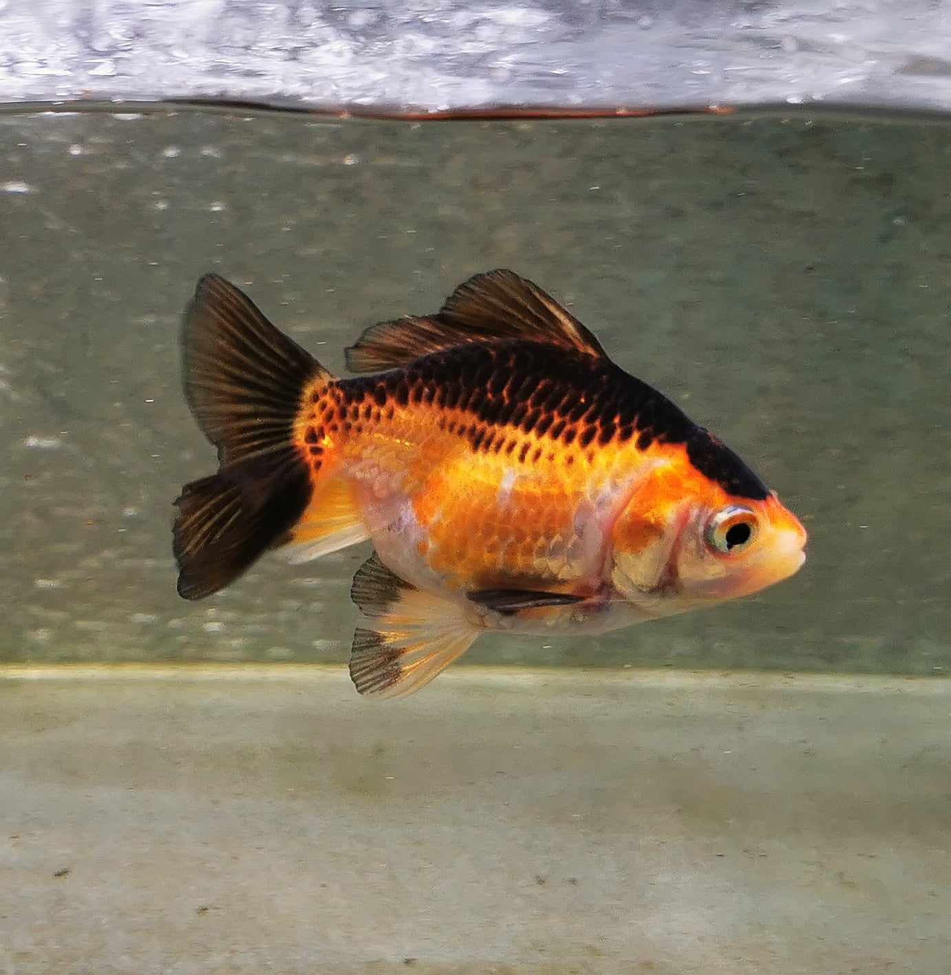 BooBoo Orchidtail Polkadot Oranda Goldfish WYSIWYG #6